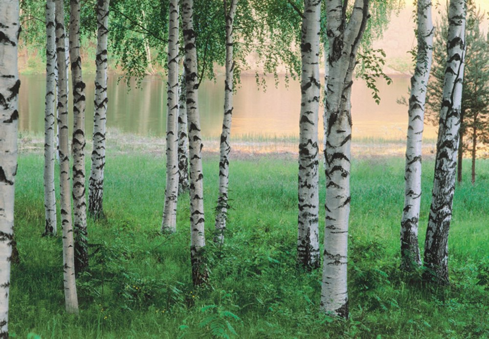 E-color - Fototapety - Fototapety na zeď Severský les