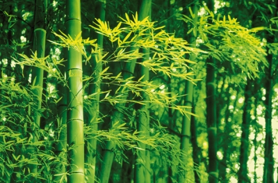 Fototapeta na zeď Bambus na jaře
