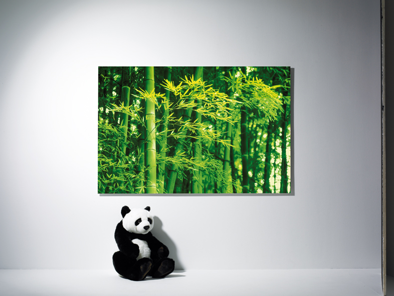 Fototapeta na zeď Bambus na jaře