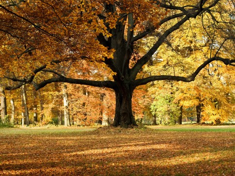 Fototapeta Vlies Podzimní strom