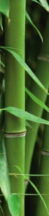 Samolepící fototapety Bambusový les