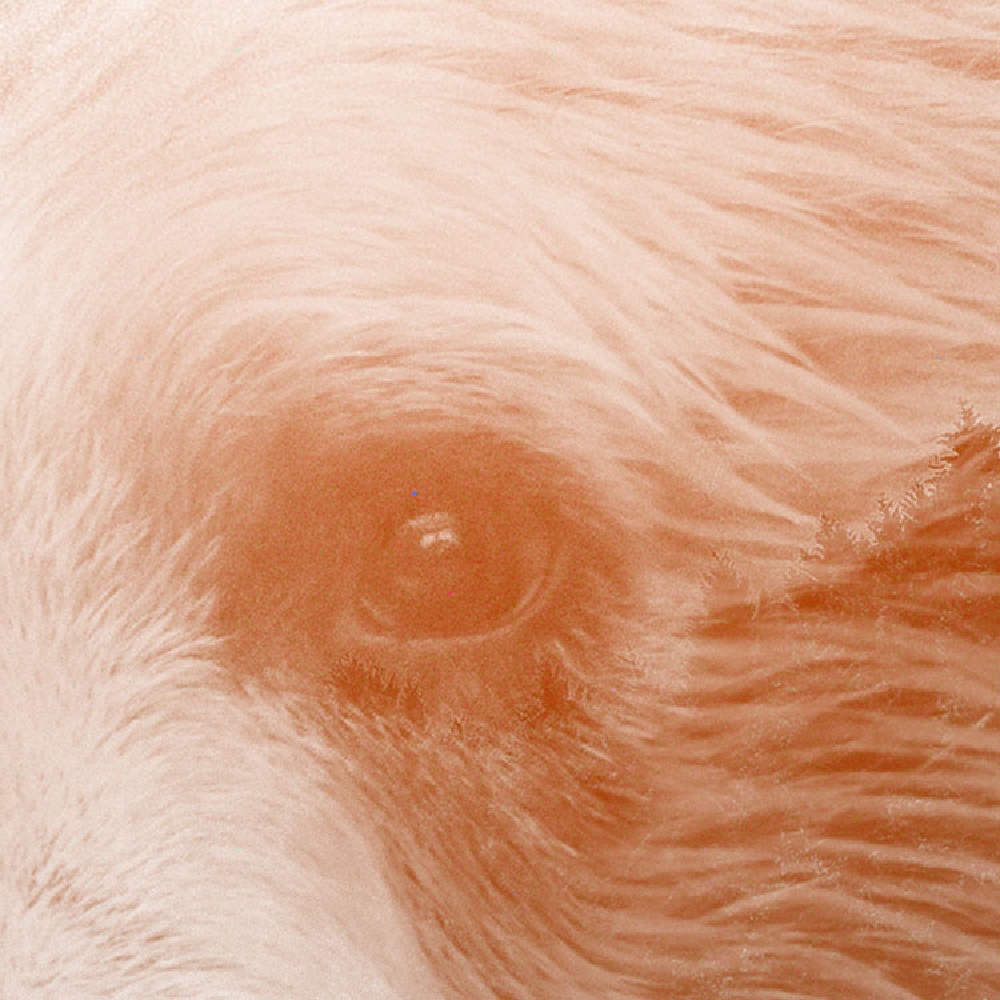 Samolepící fototapeta kruh - Mother Nature - Medvěd