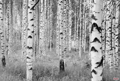 Fototapeta Vlies Woods, březový les