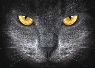 Fototapeta Černá kočka
