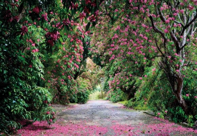 Fototapety Národní park Wicklow