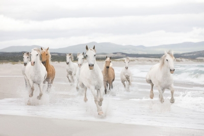 Fototapeta Bílí koně