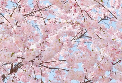 Fototapety Kvetoucí třešeň na jaře