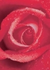 Fototapety Růže