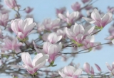 Fototapety na zeď Květy Magnolie