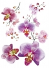 Samolepící dekorace na zeď Orchidea