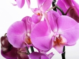 Fototapeta Orchidej fialová
