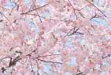 Fototapety Kvetoucí třešeň na jaře